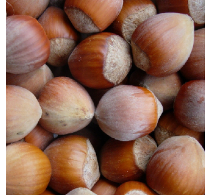 Саженцы фундука сорт Урожайный-80