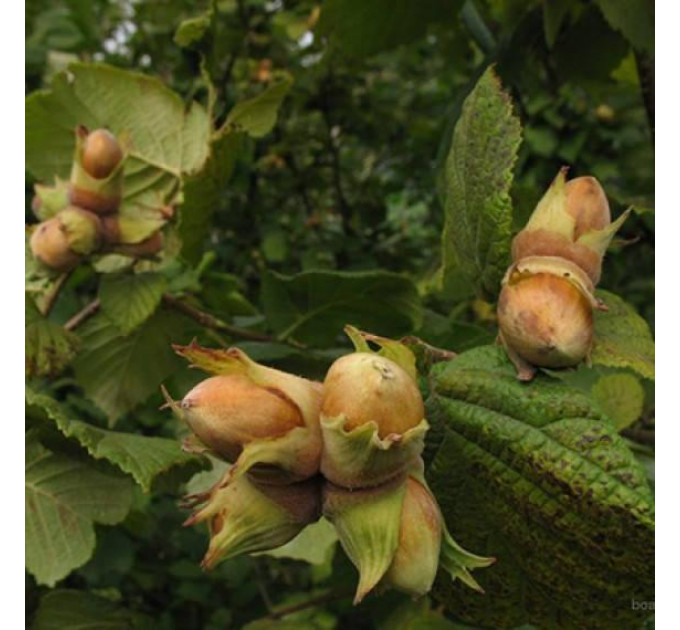 Саженцы фундука сорт Урожайный-80