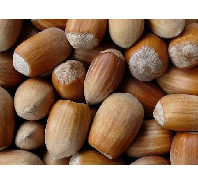 Саджанці фундука сорт Вебба Цінний