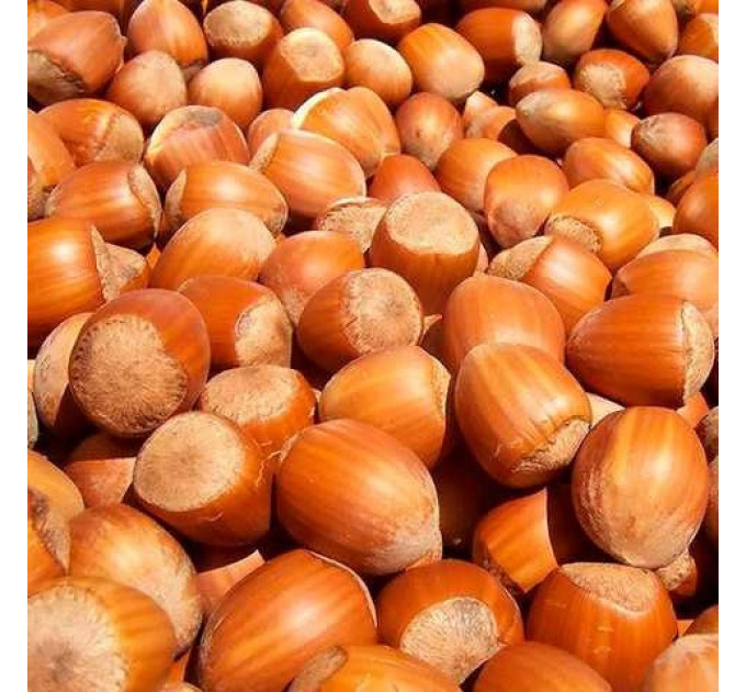 Саджанці фундука сорт Вебба Цінний