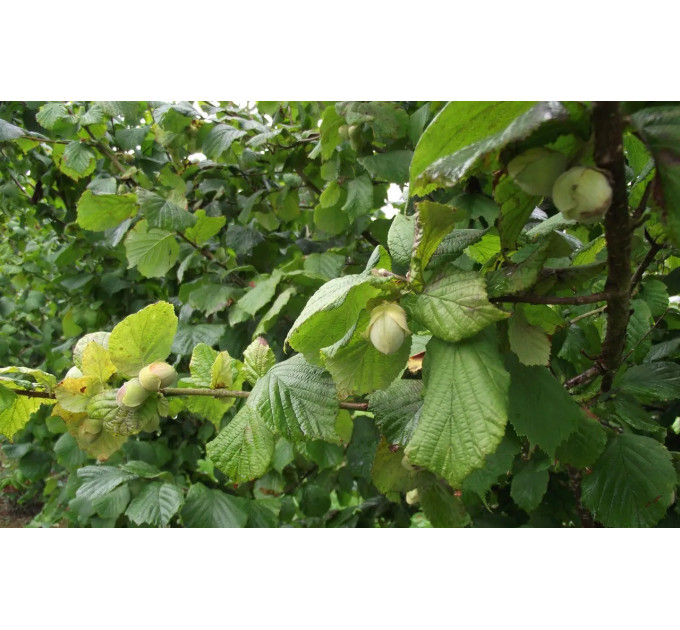 Саджанці фундука сорт Вебба Цінний