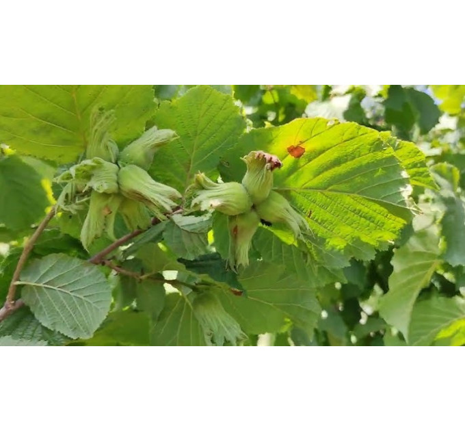 Саженцы фундука сорт Урожайный-80