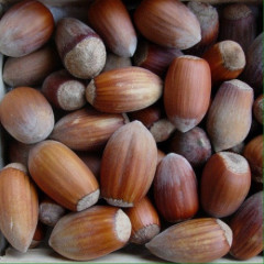 Саженцы фундука сорт Урожайный-80