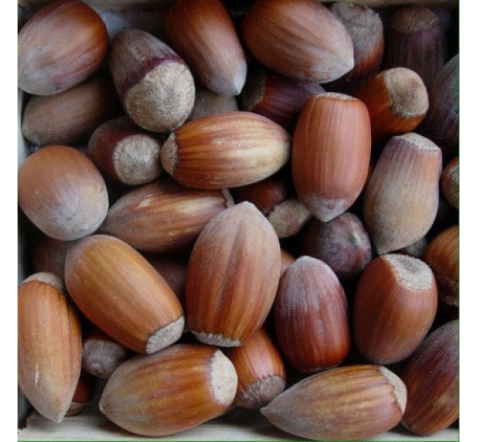 Саженцы фундука сорт Урожайный-80