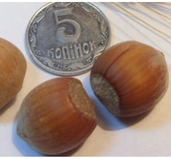 Фундук сорт Пирожок