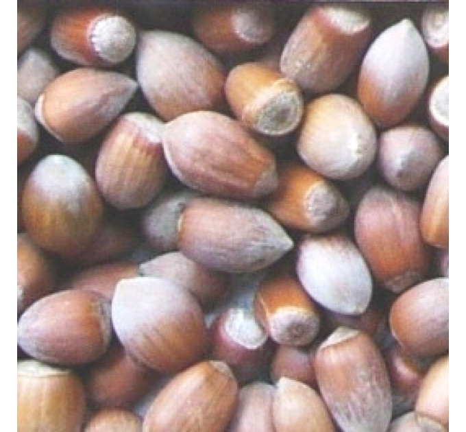 Саженцы фундука сорт Великан