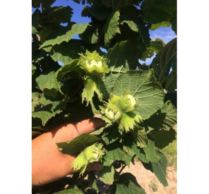 Фундук сорт Тонда романа, горшок 1.5 л