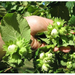 Фундук сорт Тонда романа, контейнер 1.5 л