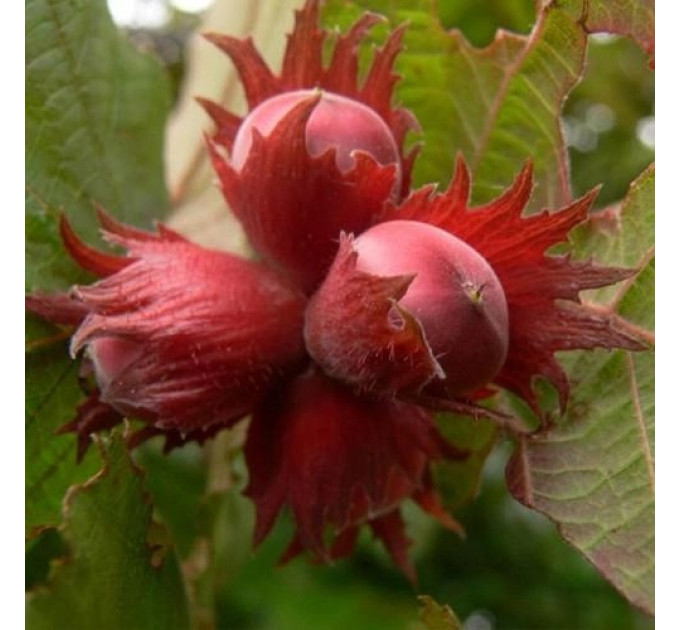 Саджанці фундука сорт Сирена (червонолистий)