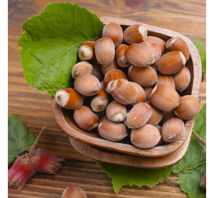 Саджанці фундука сорт Сирена (червонолистий)