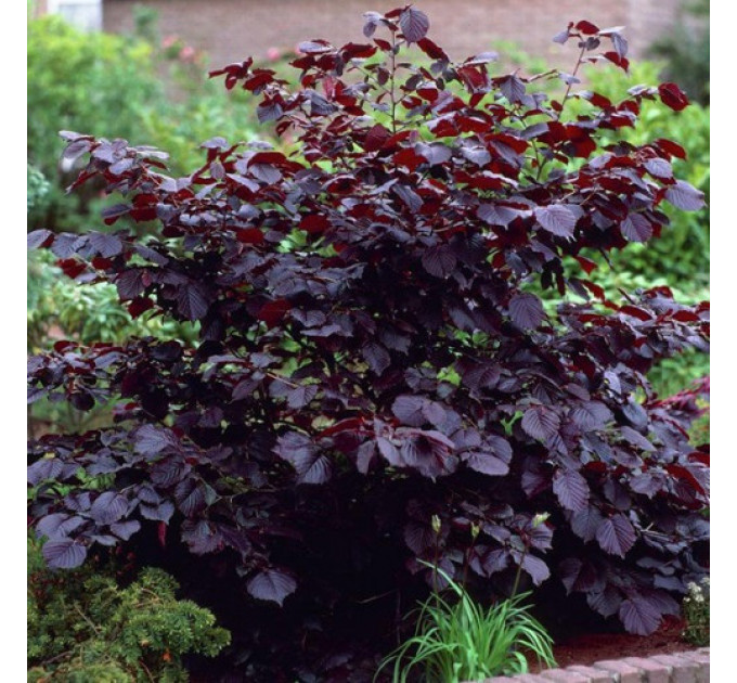 Саджанці фундука сорт Сирена (червонолистий)