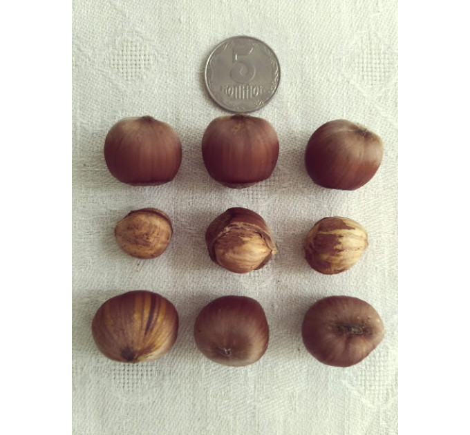 Фундук сорт Пирожок