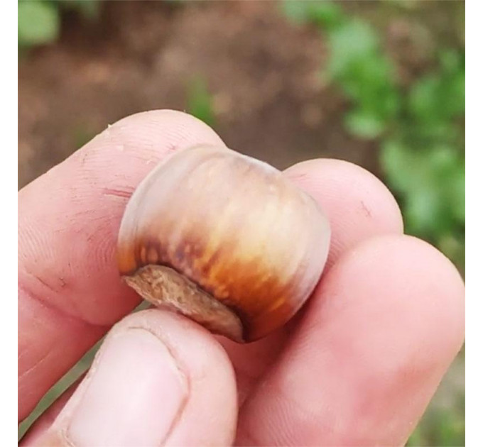 Фундук сорт Пирожок