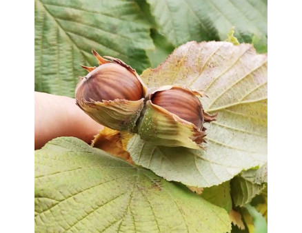 Фундук сорт Пирожок Фундук сорт Пирожок