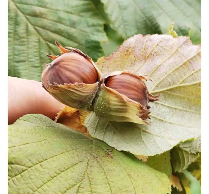 Фундук сорт Пирожок