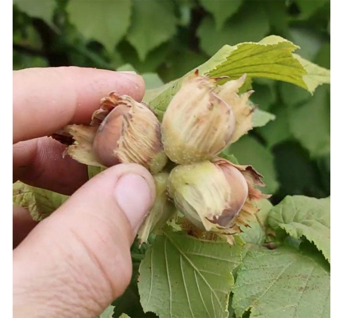 Фундук сорт Пирожок