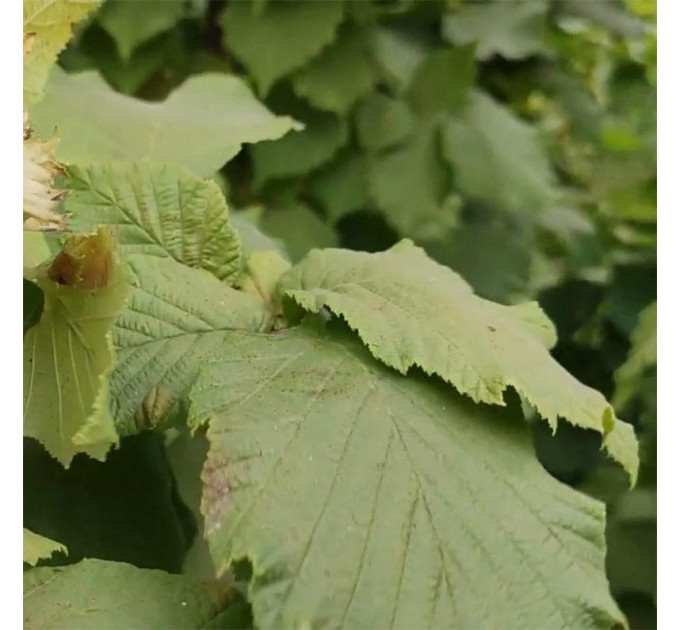 Фундук сорт Пирожок