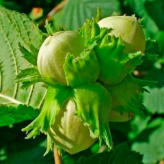 Фундук сорт Барселонский 2 летний, конт. 2 л