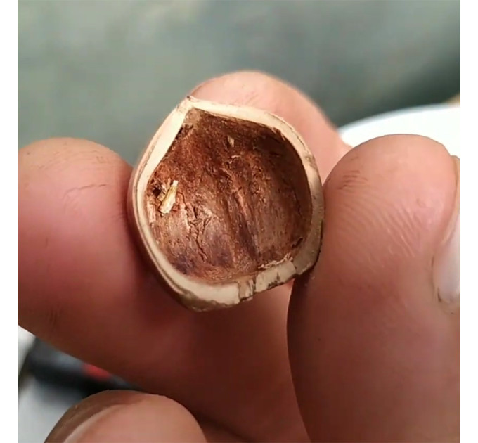 Фундук сорт Обильный (средний срок созревания)