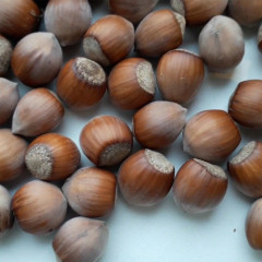 Фундук сорт Обильный (средний срок созревания)