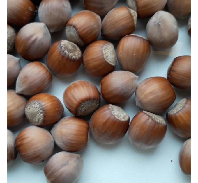 Фундук сорт Обильный (средний срок созревания)