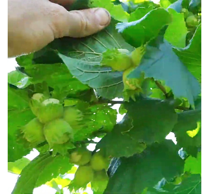 Фундук сорт Обильный (средний срок созревания)