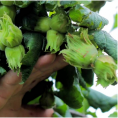 Фундук сорт Галле 2 летний, конт. 2 л