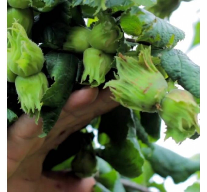 Фундук сорт Галле 2 летний, конт. 2 л