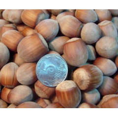 Фундук сорт Зюйдовский