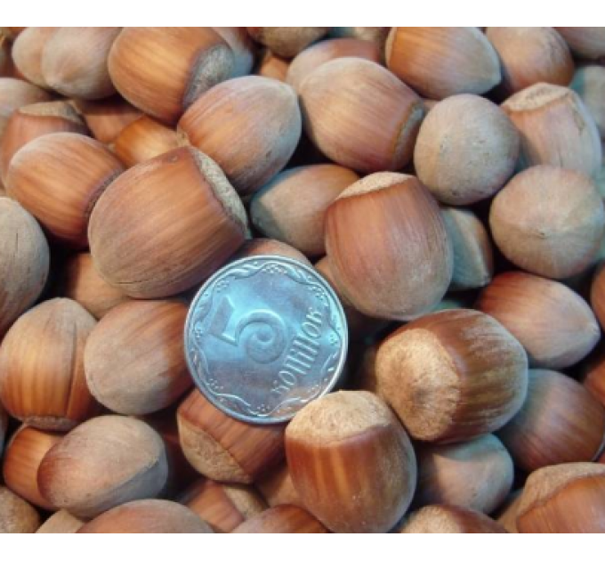 Фундук сорт Зюйдовский