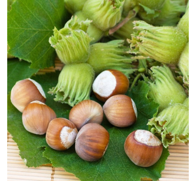 Фундук сорт Каталонский, 2 лет (полуупакованные)