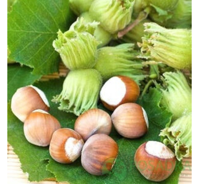 Фундук сорт Енніс, контейнер 1.5 л