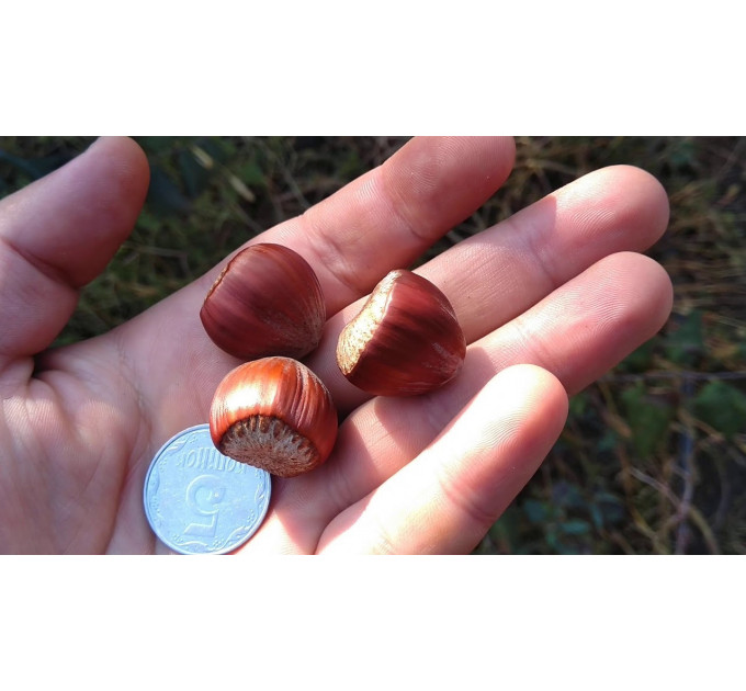 Саженцы фундука сорт Шедевр