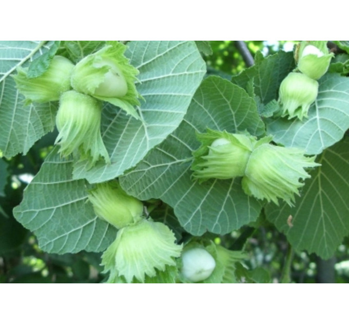 Саженцы фундука сорт Шедевр