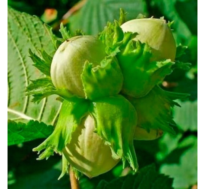 Фундук сорт Барселонський