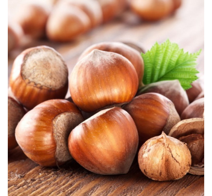 Фундук сорт Барселонський