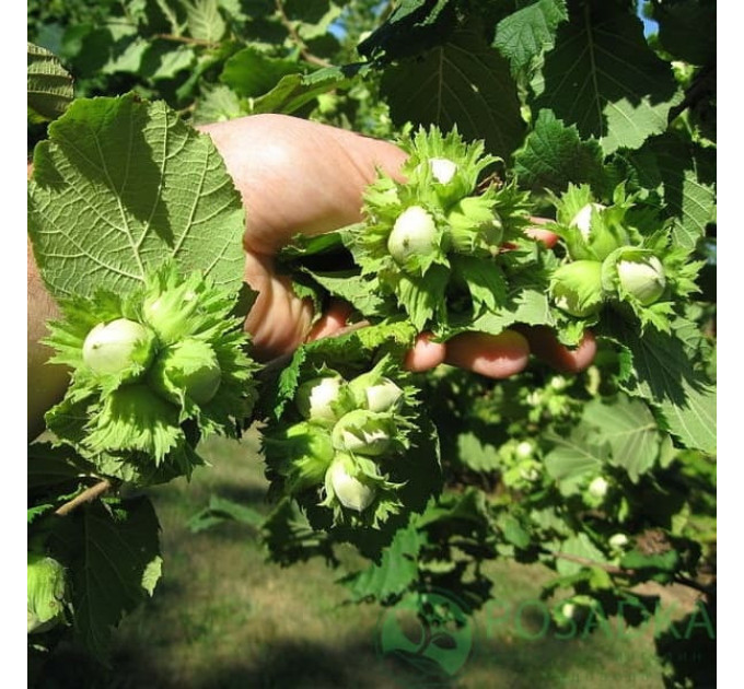 Фундук сорт Барселонський