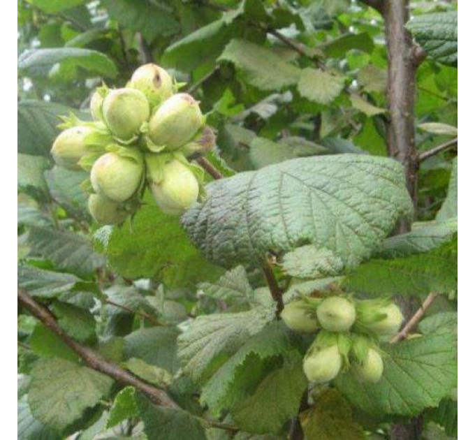 Фундук сорт Каталонський 2 річний, конт. 2 л