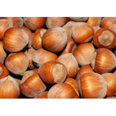 Саженцы фундука сорт Святковый