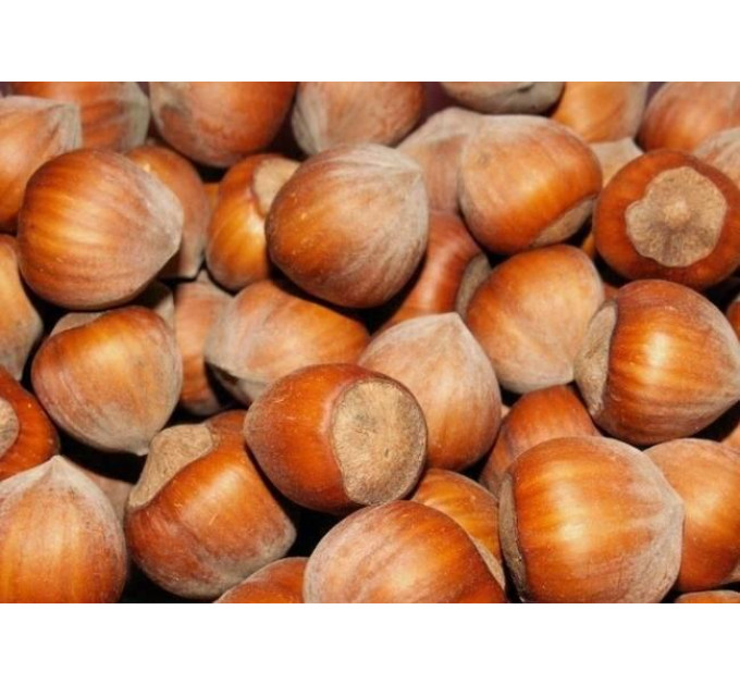 Саженцы фундука сорт Святковый