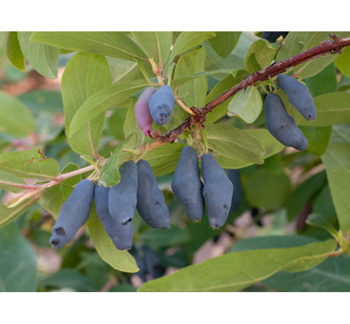 Жимолость сорт Морена 1 річна, конт. Р9