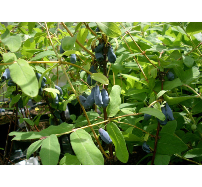 Жимолость сорт Морена 1 річна, конт. Р9