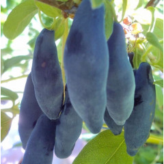 Саженцы жимолости сорт Уссульга 1 летние, конт. 1 л