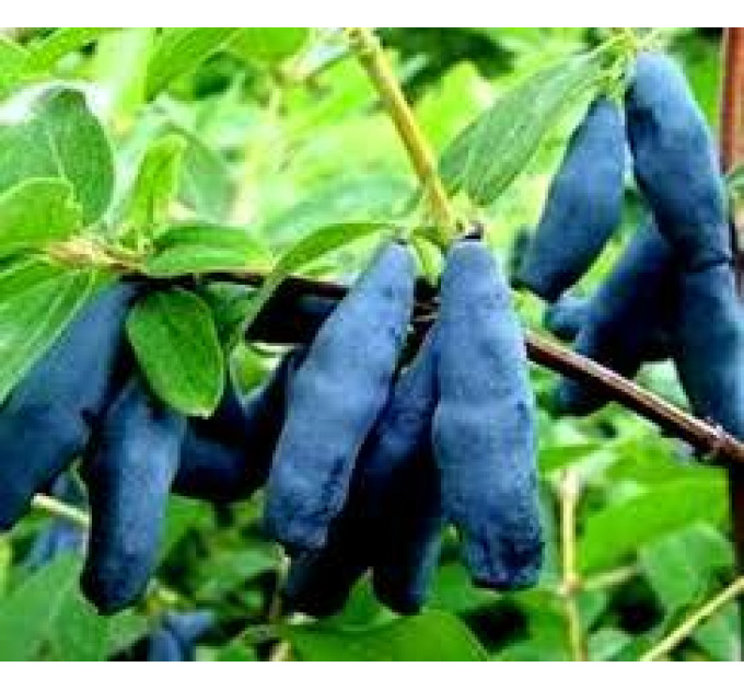 Саженцы жимолости сорт "Карина", 2-лет (полуупакованные)