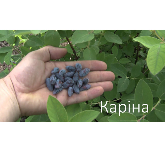 Саженцы жимолости сорт "Карина", 2-лет (полуупакованные)