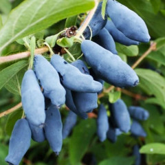 Жимолость сорт Синій Утес 2,5 річна, конт. 2 л