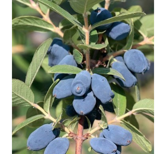 Жимолость їстівна сорт Honey Bee, 1 річна P9