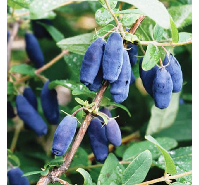 Жимолость їстівна сорт Honey Bee, 1 річна P9