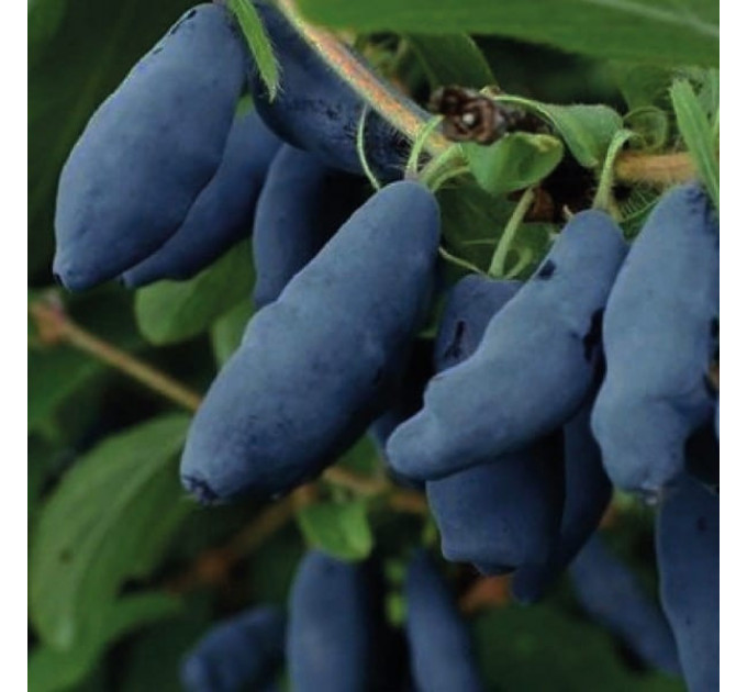 Жимолость їстівна сорт Honey Bee, 1 річна P9