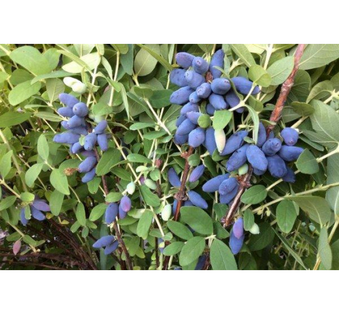 Саженцы жимолости сорт Югана 1 летние, конт. P9